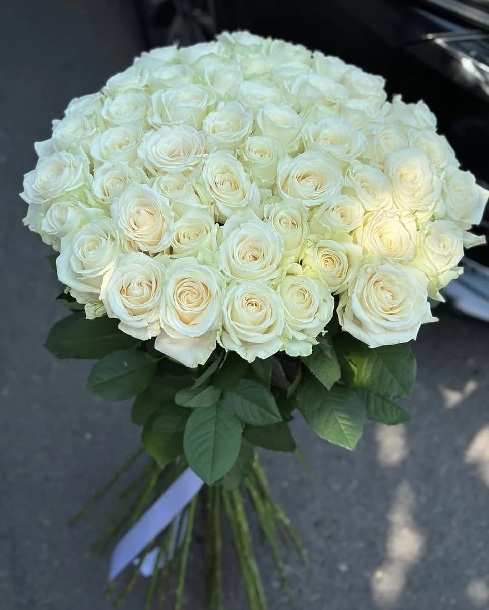 51 Роза Белое Утро
