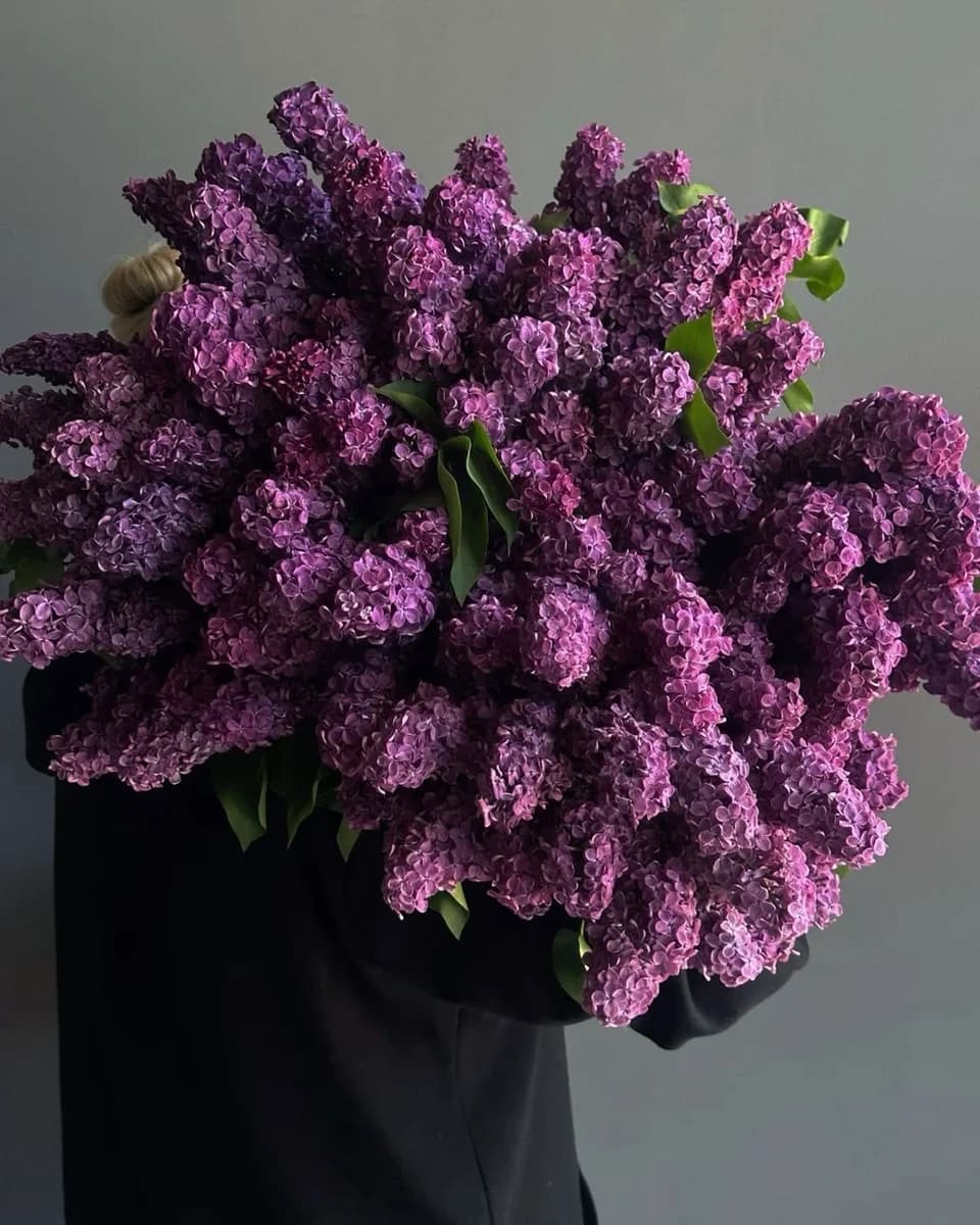 Вечерняя сирень